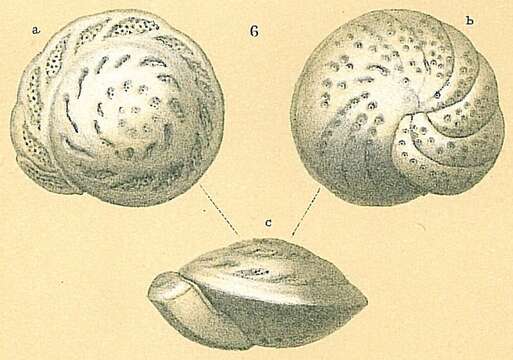 Image of Cibicidoides mundulus (Brady, Parker & Jones 1888)