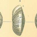 Image of Cibicidoides robertsonianus (Brady 1881)