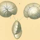 Image of Cibicidoides subhaidingerii (Parr 1950)