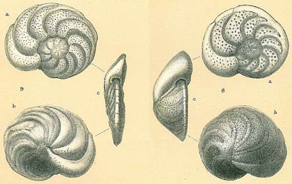 Image of Cibicidoides wuellerstorfi (Schwager 1866)