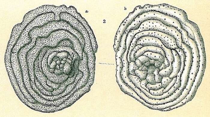 Sivun Cyclocibicides vermiculatus (d'Orbigny 1826) kuva