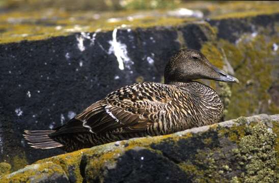 Image of Eider