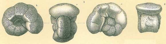 Image of Discanomalina coronata (Parker & Jones 1865)