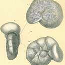 Image of Discanomalina vermiculata (d'Orbigny 1839)