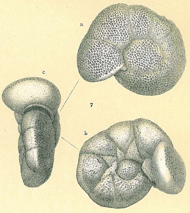 Image of Discanomalina vermiculata (d'Orbigny 1839)