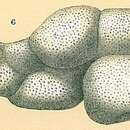 Image of Dyocibicides biserialis Cushman & Valentine 1930