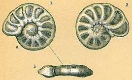 Image of Hyalinea balthica (Schröter ex Gmelin 1791)