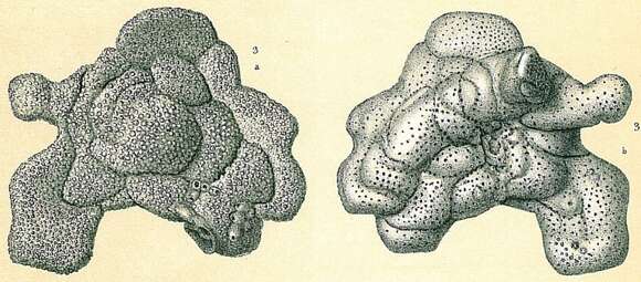 صورة Planopulvinulina dispansa (Brady 1884)