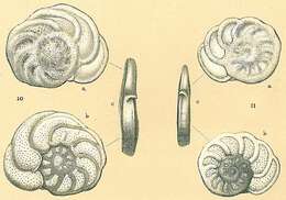 Image of Planulina ariminensis d'Orbigny 1826