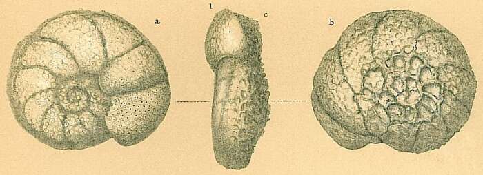 Image de Planulina foveolata (Brady 1884)