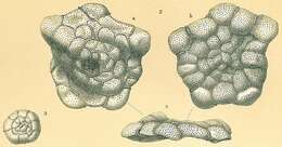 Image of Planorbulina distoma Terquem 1876
