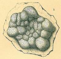 Image of Planorbulina mediterranensis d'Orbigny 1826