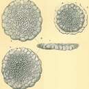 Image of Planorbulinella larvata (Parker & Jones 1865)