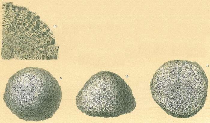 Image of Discogypsina vesicularis A. Silvestri 1937