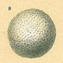 Image of Sphaerogypsina globulus (Reuss 1848)