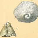Image of Carpenteria balaniformis Gray 1858