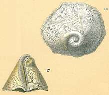 Image of Carpenteria balaniformis Gray 1858