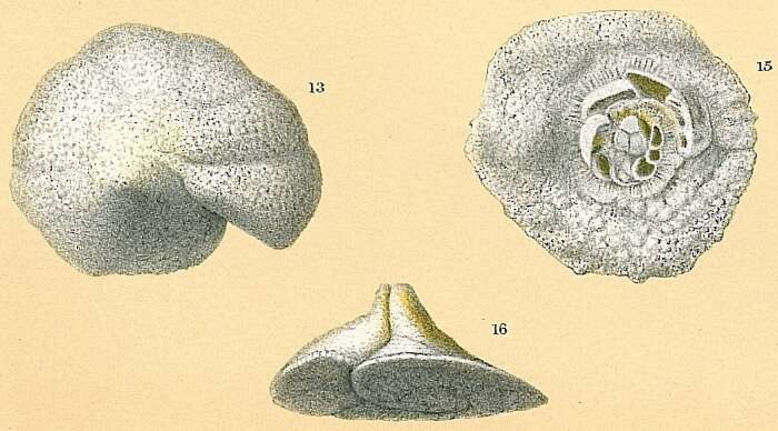 Image of Carpenteria monticularis Carter 1877