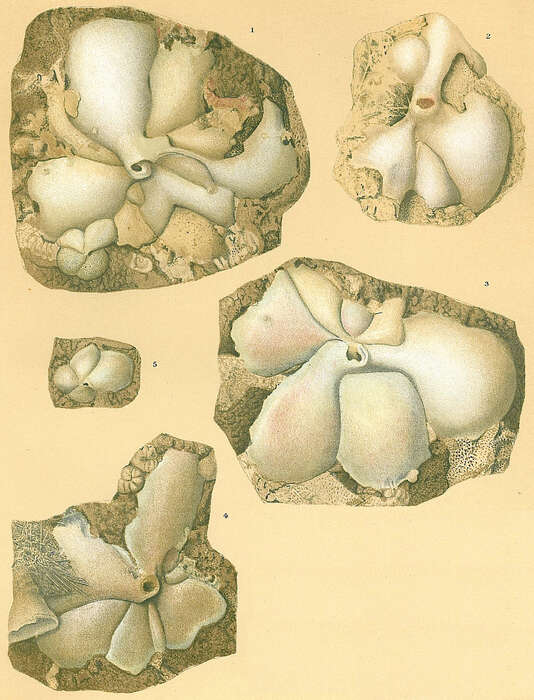 Image of Carpenteria monticularis Carter 1877