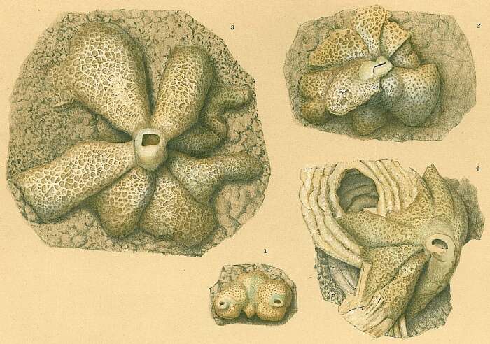 Image of Carpenteria utricularis (Carter 1876)