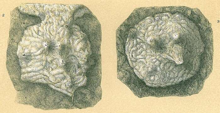 Image of Miniacina alba (Carter 1877)