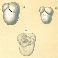 Image of Allomorphina pacifica Cushman & Todd 1949