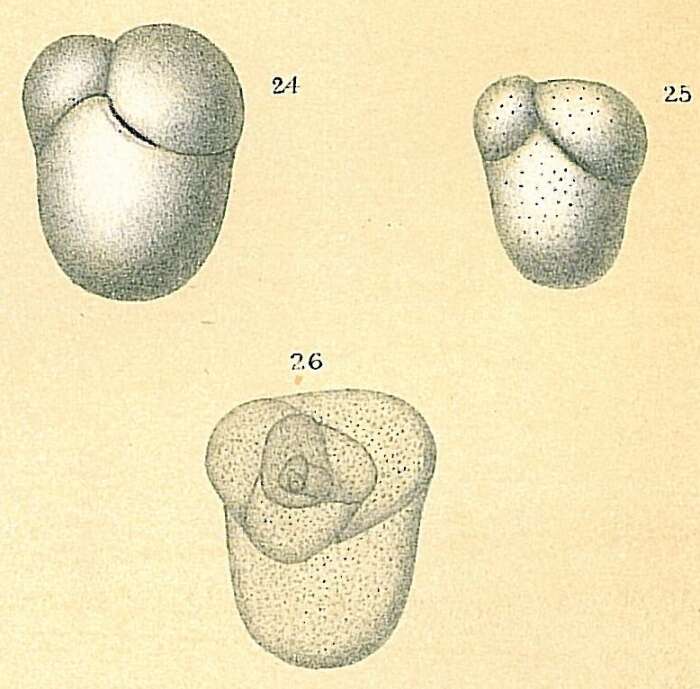 Image of Allomorphina pacifica Cushman & Todd 1949