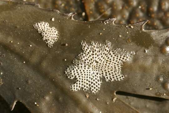 Image of Hairy bryozoan