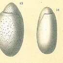 Image of Chilostomella oolina Schwager 1878