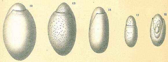 Image of Chilostomella oolina Schwager 1878