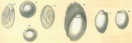 Image of Chilostomellidae