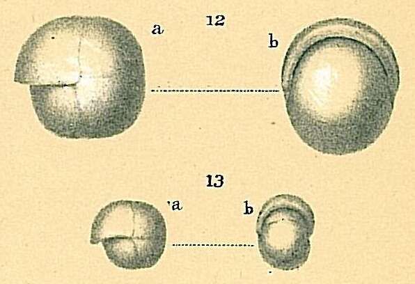 Image of Pullenia bulloides (d'Orbigny 1846)