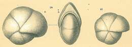 Image de Pullenia quinqueloba (Reuss 1851)