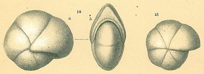 Plancia ëd Pullenia quinqueloba (Reuss 1851)