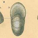 Слика од Melonis affinis (Reuss 1851)