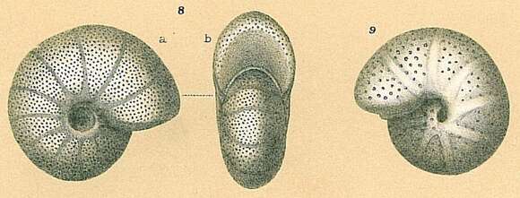 Melonis affinis (Reuss 1851)的圖片