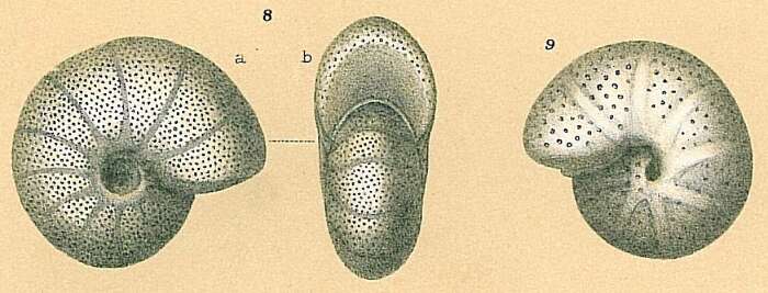 Melonis affinis (Reuss 1851)的圖片