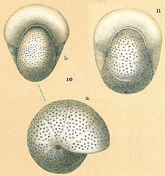 Image of Melonis pompilioides (Fichtel & Moll 1798)