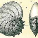 Image of Nonion armatum (Brady 1884)