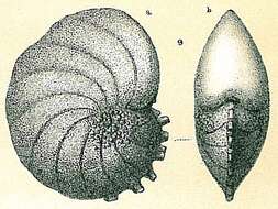Image of Nonion armatum (Brady 1884)