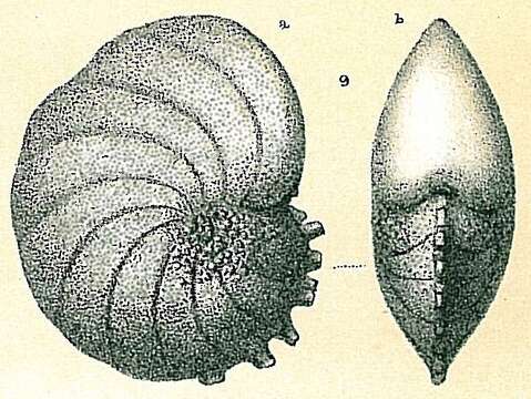 Image de Nonion armatum (Brady 1884)