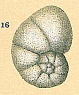 Image de Nonionella bradii (Chapman 1916)