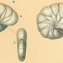 Image de Astrononion stelligerum (d'Orbigny 1839)