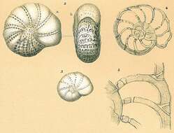 صورة Elphidiella arctica (Parker & Jones 1864)