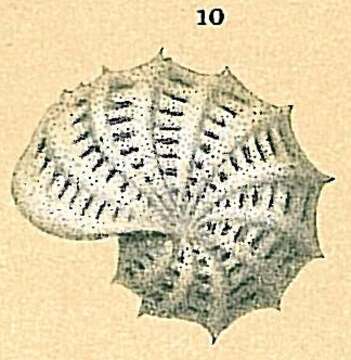 Image of Elphidium aculeatum (d'Orbigny 1846)