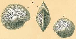 Image of Elphidium crispum (Linnaeus 1758)