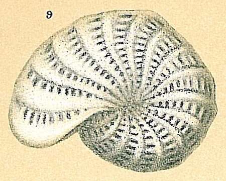 Plancia ëd Elphidium lessonii (d'Orbigny 1839)