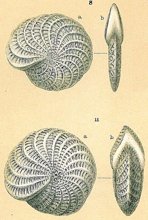 Image of Elphidium macellum (Fichtel & Moll 1798)