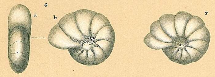 Image of Haynesina germanica (Ehrenberg 1840)