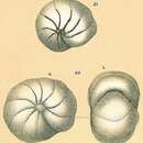 Image of Haynesina orbicularis (Brady 1881)